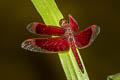 Common Parasol Neurothemis fluctuans (Red Grasshawk)