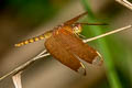 Fulvous Forest Skimmer Neurothemis fulvia (Russet Percher)