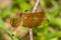 Fulvous Forest Skimmer Neurothemis fulvia (Russet Percher)