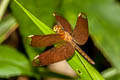 Fulvous Forest Skimmer Neurothemis fulvia (Russet Percher)