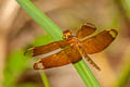 Fulvous Forest Skimmer Neurothemis fulvia (Russet Percher)