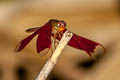 Fulvous Forest Skimmer Neurothemis fulvia (Russet Percher)