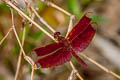 Fulvous Forest Skimmer Neurothemis fulvia (Russet Percher)