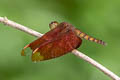 Fulvous Forest Skimmer Neurothemis fulvia (Russet Percher)