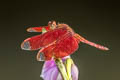 Fulvous Forest Skimmer Neurothemis fulvia (Russet Percher)