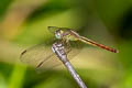 Paddyfield Parasol Neurothemis intermedia atalanta (Ruddy Meadow Skimmer)