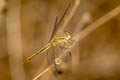 Paddyfield Parasol Neurothemis intermedia atalanta (Ruddy Meadow Skimmer)