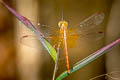 Paddyfield Parasol Neurothemis intermedia atalanta (Ruddy Meadow Skimmer)