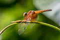 Red Percher Neurothemis ramburii