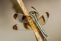 Pied Paddy Skimmer Neurothemis tullia (Pied Percher, Pied Parasol)