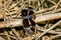 Pied Paddy Skimmer Neurothemis tullia (Pied Percher, Pied Parasol)