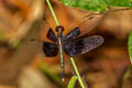 Pied Paddy Skimmer Neurothemis tullia (Pied Percher, Pied Parasol)