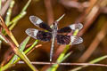 Pied Paddy Skimmer Neurothemis tullia (Pied Percher, Pied Parasol)