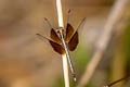 Pied Paddy Skimmer Neurothemis tullia (Pied Percher, Pied Parasol)