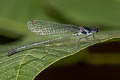 Marsh Dancer Onychargia atrocyana