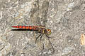 Onychothemis sp.