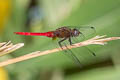 Spine-tufted Skimmer Orthetrum chrysis (Brown-backed Red Marsh Hawk)