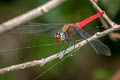 Spine-tufted Skimmer Orthetrum chrysis (Brown-backed Red Marsh Hawk)