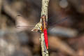 Spine-tufted Skimmer Orthetrum chrysis (Brown-backed Red Marsh Hawk)
