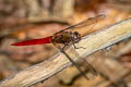 Spine-tufted Skimmer Orthetrum chrysis (Brown-backed Red Marsh Hawk)