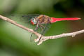 Spine-tufted Skimmer Orthetrum chrysis (Brown-backed Red Marsh Hawk)