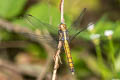 Common Blue Marsh Hawk