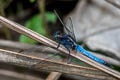 Common Blue Marsh Hawk