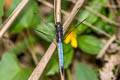 Common Blue Marsh Hawk