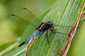 Common Blue Marsh Hawk