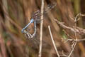 Common Blue Marsh Hawk