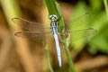 Marsh Skimmer Orthetrum luzonicum (Tricoloured Marsh Hawk)