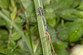 Marsh Skimmer Orthetrum luzonicum (Tricoloured Marsh Hawk)