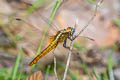 Crimson-tailed Marsh Hawk Orthetrum pruinosum neglectum (Black-bodied Skimmer)