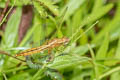 Crimson-tailed Marsh Hawk Orthetrum pruinosum neglectum (Black-bodied Skimmer)