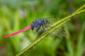 Crimson-tailed Marsh Hawk Orthetrum pruinosum neglectum (Black-bodied Skimmer)