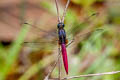Crimson-tailed Marsh Hawk Orthetrum pruinosum neglectum (Black-bodied Skimmer)