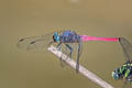 Crimson-tailed Marsh Hawk Orthetrum pruinosum neglectum (Black-bodied Skimmer)