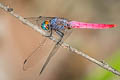 Crimson-tailed Marsh Hawk Orthetrum pruinosum neglectum (Black-bodied Skimmer)