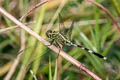 Green Marsh Hawk Orthetrum sabina (Variegated Green Skimmer)