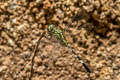 Green Marsh Hawk Orthetrum sabina (Variegated Green Skimmer)