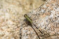 Green Marsh Hawk Orthetrum sabina (Variegated Green Skimmer)