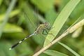 Green Marsh Hawk Orthetrum sabina (Variegated Green Skimmer)