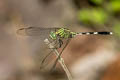 Green Marsh Hawk Orthetrum sabina (Variegated Green Skimmer)