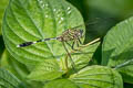 Green Marsh Hawk Orthetrum sabina (Variegated Green Skimmer)