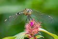 Green Marsh Hawk Orthetrum sabina (Variegated Green Skimmer)