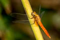 Scarlet Skimmer Orthetrum testaceum (Orange Skimmer)