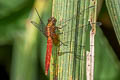 Scarlet Skimmer Orthetrum testaceum (Orange Skimmer)