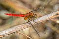 Scarlet Skimmer Orthetrum testaceum (Orange Skimmer)