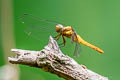 Lesser Blue Skimmer Orthetrum triangulare (Blue-tailed Forest Hawk, Triangle Skimmer)