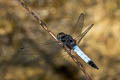 Lesser Blue Skimmer Orthetrum triangulare (Blue-tailed Forest Hawk, Triangle Skimmer)